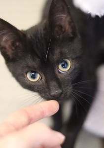 Katzen Lisou