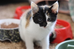 Katzen Akira