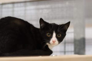 Katzen IMG_8673