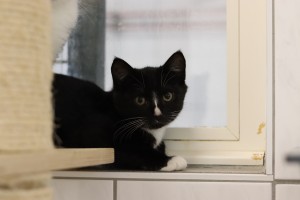 Katzen IMG_8672