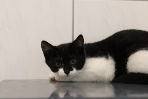 Katzen IMG_8669