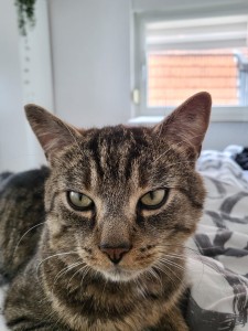 Externe Tiere Fundkater2