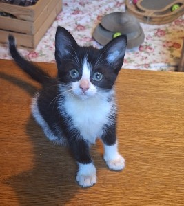 Katzen coco___cookie2