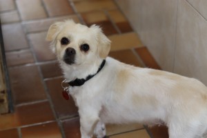 Hunde Frida__2_