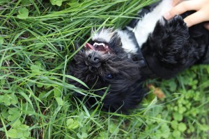 Hunde IMG_9678