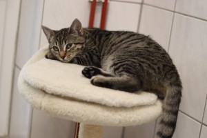 Katzen IMG_9358