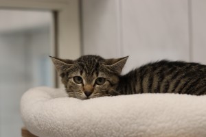 Katzen Ulalla_Kitten__3_