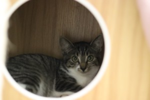 Katzen IMG_9343