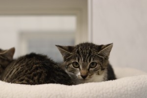 Katzen Ulalla_Kitten