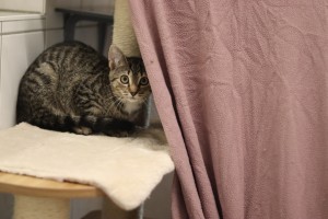 Katzen IMG_9340