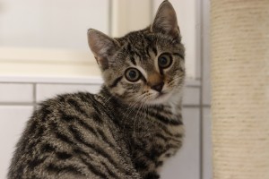 Katzen Ulalla_Kitten__2_