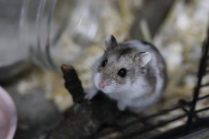 Kleintiere IMG_8723