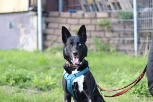 Hunde Angel__4_