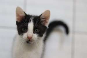 Katzen IMG_9442