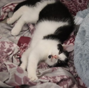 Katzen IMG_9361