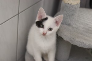 Katzen IMG_9458