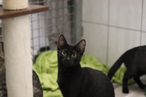 Katzen IMG_9485