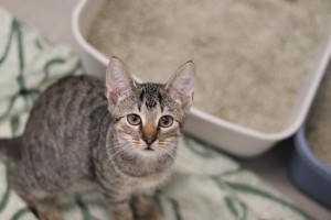 Katzen IMG_9483