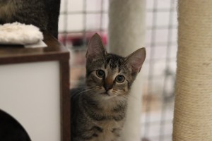 Katzen IMG_9500
