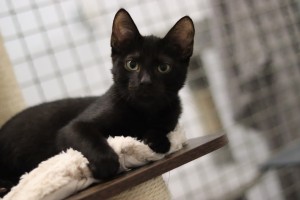 Katzen IMG_9506