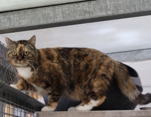 Katzen Trixie__1_