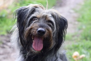 Hunde Max__1_