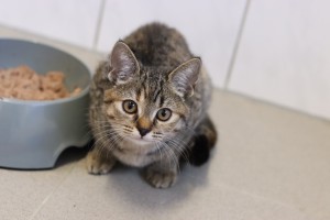 Katzen IMG_0067