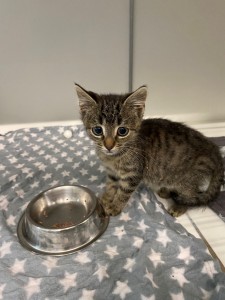 Aktuelle Fundtiere Tino