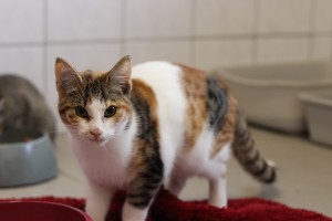 Katzen IMG_0105