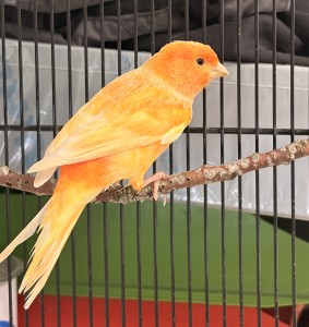 Aktuelle Fundtiere Mandarine_2