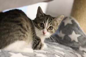 Katzen IMG_9961