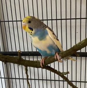 Aktuelle Fundtiere Billy
