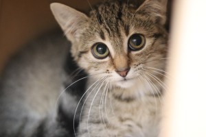 Katzen IMG_9939