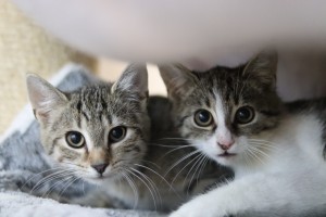 Katzen IMG_9925