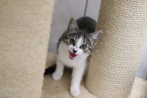 Katzen Holly