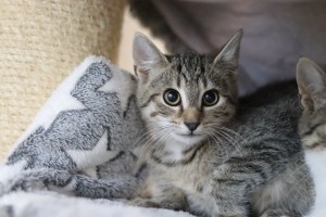 Katzen IMG_9943
