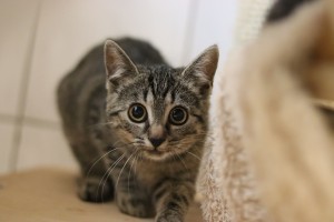 Katzen Hulli