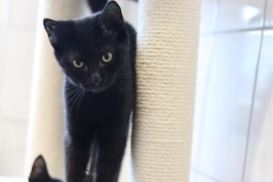 Katzen IMG_0113