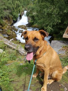 Externe Tiere 1000026015