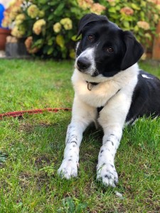 Externe Tiere ella2